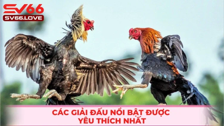 Đá Gà SV66 2 Giải đấu C1 nổi tiếng và được yêu thích bậc nhất