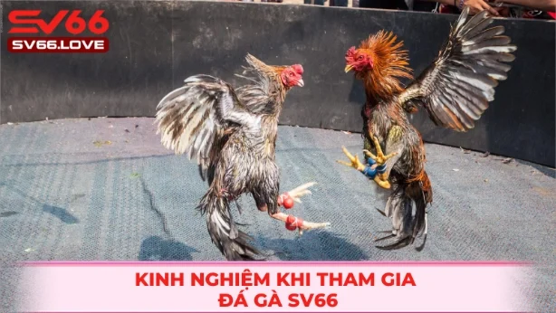 Đá Gà SV66 3 Mẹo chơi đá gà tại nhà cái SV66 hiện nay
